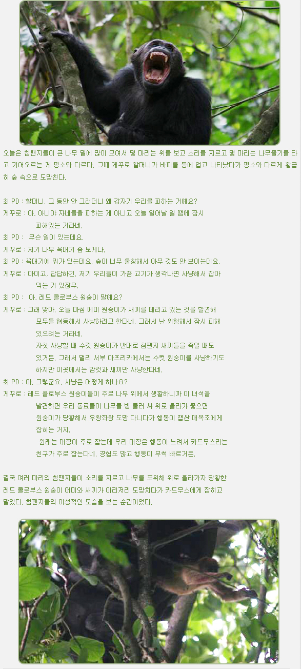 오늘은 침팬지들이 큰 나무 밑에 많이 모여서 몇 마리는 위를 보고 소리를 지르고 몇 마리는 나무줄기를 타고 기어오르는 게 평소와 다르다. 그때 게꾸로 할머니가 바피를 등에 업고 나타났다가 평소와 다르게 황급히 숲 속으로 도망친다.



최 PD : 할머니. 그 동안 안 그러더니 왜 갑자기 우리를 피하는 거예요?

게꾸로 : 아, 아니야 자네들을 피하는 게 아니고 오늘 일어날 일 땜에 잠시

           피해있는 거라네.

최 PD :  무슨 일이 있는데요.

게꾸로 : 저기 나무 꼭대기 좀 보게나.

최 PD : 꼭대기에 뭐가 있는데요. 숲이 너무 울창해서 아무 것도 안 보이는데요.

게꾸로 : 아이고, 답답하긴. 저기 우리들이 가끔 고기가 생각나면 사냥해서 잡아

           먹는 거 있잖우.

최 PD :  아, 레드 콜로부스 원숭이 말예요?

게꾸로 : 그래 맞아. 오늘 마침 에미 원숭이가 새끼를 데리고 있는 것을 발견해

           모두들 협동해서 사냥하려고 한다네. 그래서 난 위험해서 잠시 피해

           있으려는 거라네.

           자칫 사냥할 때 수컷 원숭이가 반대로 침팬지 새끼들을 죽일 때도

           있거든. 그래서 멀리 서부 아프리카에서는 수컷 원숭이를 사냥하기도

           하지만 이곳에서는 암컷과 새끼만 사냥한다네.

최 PD : 아, 그렇군요. 사냥은 어떻게 하나요?

게꾸로 : 레드 콜로부스 원숭이들이 주로 나무 위에서 생활하니까 이 녀석을

           발견하면 우리 동료들이 나무를 빙 둘러 싸 위로 올라가 쫓으면

           원숭이가 당황해서 우왕좌왕 도망 다니다가 행동이 잽싼 매복조에게

           잡히는 거지.

            원래는 대장이 주로 잡는데 우리 대장은 행동이 느려서 카드무스라는

           친구가 주로 잡는다네. 경험도 많고 행동이 무척 빠르거든.



결국 여러 마리의 침팬지들이 소리를 지르고 나무를 포위해 위로 올라가자 당황한

레드 콜로부스 원숭이 어미와 새끼가 이리저리 도망치다가 카드무스에게 잡히고

말았다. 침팬지들의 야성적인 모습을 보는 순간이었다.
