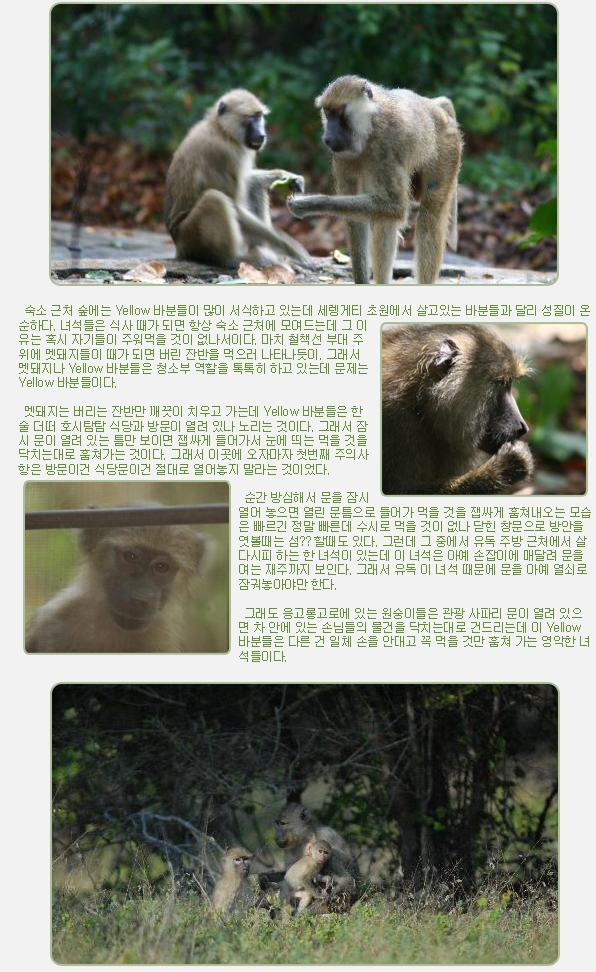 숙소 근처 숲에는 Yellow 바분들이 많이 서식하고 있는데 세렝게티 초원에서 살고있는 바분들과 달리 성질이 온순하다. 녀석들은 식사 때가 되면 항상 숙소 근처에 모여드는데 그 이유는 혹시 자기들이 주워먹을 것이 없나서이다. 마치 철책선 부대 주위에 멧돼지들이 때가 되면 버린 잔반을 먹으러 나타나듯이. 그래서 멧돼지나 Yellow 바분들은 청소부 역할을 톡톡히 하고 있는데 문제는 Yellow 바분들이다.

 

 멧돼지는 버리는 잔반만 깨끗이 치우고 가는데 Yellow 바분들은 한술 더떠 호시탐탐 식당과 방문이 열려 있나 노리는 것이다. 그래서 잠시 문이 열려 있는 틈만 보이면 잽싸게 들어가서 눈에 띄는 먹을 것을 닥치는대로 훔쳐가는 것이다. 그래서 이곳에 오자마자 첫번째 주의사항은 방문이건 식당문이건 절대로 열어놓지 말라는 것이었다.

 

 순간 방심해서 문을 잠시 열어 놓으면 열린 문틈으로 들어가 먹을 것을 잽싸게 훔쳐내오는 모습은 빠르긴 정말 빠른데 수시로 먹을 것이 없나 닫힌 창문으로 방안을 엿볼때는 섬?? 할때도 있다. 그런데 그 중에서 유독 주방 근처에서 살다시피 하는 한 녀석이 있는데 이 녀석은 아예 손잡이에 매달려 문을 여는 재주까지 보인다. 그래서 유독 이 녀석 때문에 문을 아예 열쇠로 잠궈놓아야만 한다.

 

 그래도 응고롱고로에 있는 원숭이들은 관광 사파리 문이 열려 있으면 차 안에 있는 손님들의 물건을 닥치는대로 건드리는데 이 Yellow 바분들은 다른 건 일체 손을 안대고 꼭 먹을 것만 훔쳐 가는 영악한 녀석들이다.