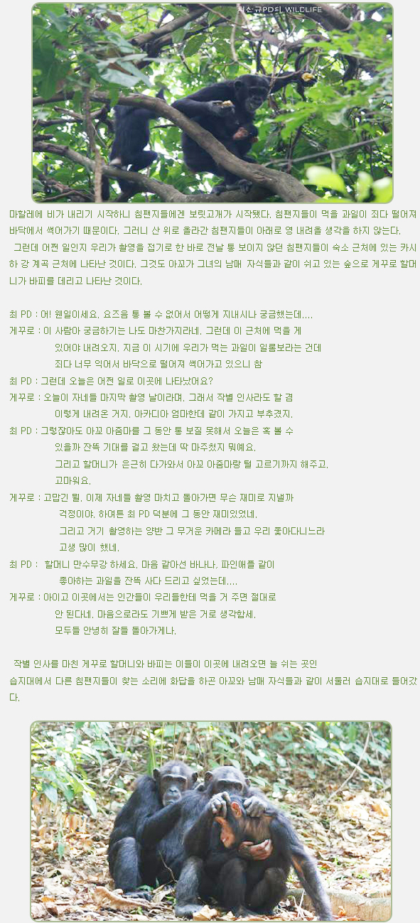 마할레에 비가 내리기 시작하니 침팬지들에겐 보릿고개가 시작됐다. 침팬지들이 먹을 과일이 죄다 떨어져 바닥에서 썩어가기 때문이다. 그러니 산 위로 올라간 침팬지들이 아래로 영 내려올 생각을 하지 않는다.

 그런데 어쩐 일인지 우리가 촬영을 접기로 한 바로 전날 통 보이지 않던 침팬지들이 숙소 근처에 있는 카시하 강 계곡 근처에 나타난 것이다. 그것도 아꼬가 그녀의 남매 자식들과 같이 쉬고 있는 숲으로 게꾸로 할머니가 바피를 데리고 나타난 것이다.



최 PD : 어! 웬일이세요. 요즈음 통 볼 수 없어서 어떻게 지내시나 궁금했는데....

게꾸로 : 이 사람아 궁금하기는 나도 마찬가지라네. 그런데 이 근처에 먹을 게

           있어야 내려오지. 지금 이 시기에 우리가 먹는 과일이 일롬보라는 건데

           죄다 너무 익어서 바닥으로 떨어져 썩어가고 있으니 참

최 PD : 그런데 오늘은 어쩐 일로 이곳에 나타났어요?

게꾸로 : 오늘이 자네들 마지막 촬영 날이라며. 그래서 작별 인사라도 할 겸

           이렇게 내려온 거지. 아카디아 엄마한데 같이 가지고 부추겼지.

최 PD : 그렇잖아도 아꼬 아줌마를 그 동안 통 보질 못해서 오늘은 혹 볼 수

           있을까 잔뜩 기대를 걸고 왔는데 딱 마주쳤지 뭐예요.
           그리고 할머니가 은근히 다가와서 아꼬 아줌마랑 털 고르기까지 해주고.
           고마워요.

게꾸로 : 고맙긴 뭘. 이제 자네들 촬영 마치고 돌아가면 무슨 재미로 지낼까

            걱정이야. 하여튼 최 PD 덕분에 그 동안 재미있었네.
            그리고 거기 촬영하는 양반 그 무거운 카메라 들고 우리 쫓아다니느라
            고생 많이 했네.
최 PD :  할머니 만수무강 하세요. 마음 같아선 바나나, 파인애플 같이

            좋아하는 과일을 잔뜩 사다 드리고 싶었는데....

게꾸로 : 아이고 이곳에서는 인간들이 우리들한테 먹을 거 주면 절대로

           안 된다네. 마음으로라도 기쁘게 받은 거로 생각함세.

           모두들 안녕히 잘들 돌아가게나.



 작별 인사를 마친 게꾸로 할머니와 바피는 이들이 이곳에 내려오면 늘 쉬는 곳인
습지대에서 다른 침팬지들이 찾는 소리에 화답을 하곤 아꼬와 남매 자식들과 같이 서둘러 습지대로 들어갔다.

