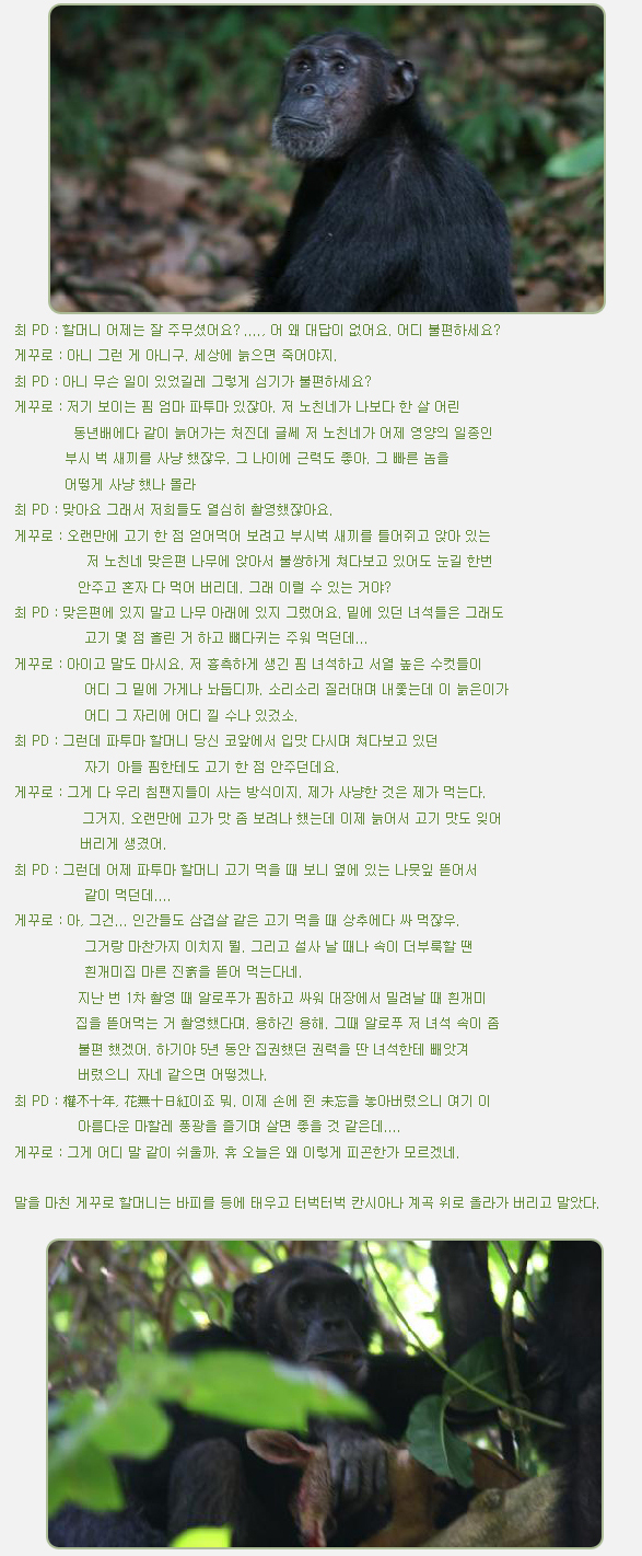 최 PD : 할머니 어제는 잘 주무셨어요? ...., 어 왜 대답이 없어요. 어디 불편하세요?

게꾸로 : 아니 그런 게 아니구. 세상에 늙으면 죽어야지.

최 PD : 아니 무슨 일이 있었길레 그렇게 심기가 불편하세요?

게꾸로 : 저기 보이는 핌 엄마 파투마 있잖아. 저 노친네가 나보다 한 살 어린

         동년배에다 같이 늙어가는 처진데 글쎄 저 노친네가 어제 영양의 일종인
        부시 벅 새끼를 사냥 했잖우. 그 나이에 근력도 좋아. 그 빠른 놈을
        어떻게 사냥 했나 몰라

최 PD : 맞아요 그래서 저희들도 열심히 촬영했잖아요.

게꾸로 : 오랜만에 고기 한 점 얻어먹어 보려고 부시벅 새끼를 틀어쥐고 앉아 있는
           저 노친네 맞은편 나무에 앉아서 불쌍하게 쳐다보고 있어도 눈길 한번 
          안주고 혼자 다 먹어 버리데. 그래 이럴 수 있는 거야?

최 PD : 맞은편에 있지 말고 나무 아래에 있지 그랬어요. 밑에 있던 녀석들은 그래도
           고기 몇 점 흘린 거 하고 뼈다귀는 주워 먹던데...

게꾸로 : 아이고 말도 마시요. 저 흉측하게 생긴 핌 녀석하고 서열 높은 수컷들이
           어디 그 밑에 가게나 놔둡디까. 소리소리 질러대며 내쫓는데 이 늙은이가
           어디 그 자리에 어디 낄 수나 있겄소.

최 PD : 그런데 파투마 할머니 당신 코앞에서 입맛 다시며 쳐다보고 있던
           자기 아들 핌한테도 고기 한 점 안주던데요.

게꾸로 : 그게 다 우리 침팬지들이 사는 방식이지. 제가 사냥한 것은 제가 먹는다.
           그거지. 오랜만에 고가 맛 좀 보려나 했는데 이제 늙어서 고기 맛도 잊어
           버리게 생겼어.

최 PD : 그런데 어제 파투마 할머니 고기 먹을 때 보니 옆에 있는 나뭇잎 뜯어서
           같이 먹던데....

게꾸로 : 아, 그건... 인간들도 삼겹살 같은 고기 먹을 때 상추에다 싸 먹잖우.
           그거랑 마찬가지 이치지 뭘. 그리고 설사 날 때나 속이 더부룩할 땐
           흰개미집 마른 진흙을 뜯어 먹는다네.

          지난 번 1차 촬영 때 알로푸가 핌하고 싸워 대장에서 밀려날 때 흰개미
          집을 뜯어먹는 거 촬영했다며. 용하긴 용해. 그때 알로푸 저 녀석 속이 좀
          불편 했겠어. 하기야 5년 동안 집권했던 권력을 딴 녀석한테 빼앗겨
          버렸으니 자네 같으면 어떻겠나.

최 PD : 權不十年, 花無十日紅이죠 뭐. 이제 손에 쥔 未忘을 놓아버렸으니 여기 이
          아름다운 마할레 풍광을 즐기며 살면 좋을 것 같은데....

게꾸로 : 그게 어디 말 같이 쉬울까. 휴 오늘은 왜 이렇게 피곤한가 모르겠네.



말을 마친 게꾸로 할머니는 바피를 등에 태우고 터벅터벅 칸시아나 계곡 위로 올라가 버리고 말았다.