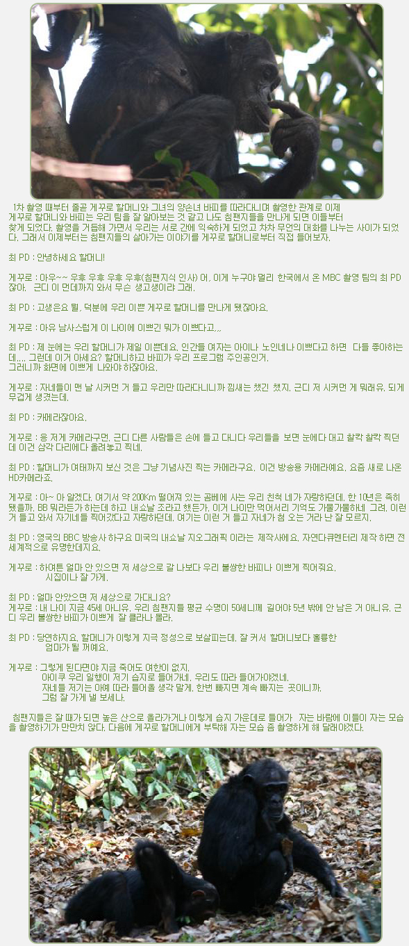 1차 촬영 때부터 줄곧 게꾸로 할머니와 그녀의 양손녀 바피를 따라다니며 촬영한 관계로 이제
게꾸로 할머니와 바피는 우리 팀을 잘 알아보는 것 같고 나도 침팬지들을 만나게 되면 이들부터
찾게 되었다. 촬영을 거듭해 가면서 우리는 서로 간에 익숙하게 되었고 차차 무언의 대화를 나누는 사이가 되었다. 그래서 이제부터는 침팬지들의 살아가는 이야기를 게꾸로 할머니로부터 직접 들어보자.

 

최 PD : 안녕하세요 할머니!

게꾸로 : 아우~~ 우후 우후 우후 우후(침팬지식 인사) 어, 이게 누구야 멀리 한국에서 온 MBC 촬영 팀의 최 PD잖아.  근디 이 먼데까지 와서 무슨 생고생이랴 그래.

최 PD : 고생은요 뭘, 덕분에 우리 이쁜 게꾸로 할머니를 만나게 됐잖아요.

게꾸로 : 아유 남사스럽게 이 나이에 이쁘긴 뭐가 이쁘다고,,,

최 PD : 제 눈에는 우리 할머니가 제일 이쁜데요. 인간들 여자는 아이나 노인네나 이쁘다고 하면  다들 좋아하는데.... 그런데 이거 아세요? 할머니하고 바피가 우리 프로그램 주인공인거.
그러니까 화면에 이쁘게 나와야 하잖아요.

게꾸로 : 자네들이 맨 날 시커먼 거 들고 우리만 따라다니니까 낌새는 챘긴 챘지. 근디 저 시커먼 게 뭐래유. 되게 무겁게 생겼는데.

최 PD : 카메라잖아요.

게꾸로 : 응 저게 카메라구먼. 근디 다른 사람들은 손에 들고 다니다 우리들을 보면 눈에다 대고 찰칵 찰칵 찍던데 이건 삼각 다리에다 올려놓고 찍네.

최 PD : 할머니가 여태까지 보신 것은 그냥 기념사진 찍는 카메라구요. 이건 방송용 카메라예요. 요즘 새로 나온 HD카메라죠.

게꾸로 : 아~ 아 알겠다. 여기서 약 200Km 떨어져 있는 곰베에 사는 우리 친척 네가 자랑하던데. 한 10년은 족히 됐을까. BB 뭐라든가 하는데 하고 내쇼날 조라고 했든가. 이거 나이만 먹어서리 기억도 가물가물하네 그려. 이런 거 들고 와서 자기네들 찍어갔다고 자랑하던데. 여기는 이런 거 들고 자네가 첨 오는 거라 난 잘 모르지.

최 PD : 영국의 BBC 방송사 하구요 미국의 내쇼날 지오그래픽 이라는 제작사에요. 자연다큐멘터리 제작 하면 전 세계적으로 유명한데지요. 

게꾸로 : 하여튼 얼마 안 있으면 저 세상으로 갈 나보다 우리 불쌍한 바피나 이쁘게 찍어줘요.
          시집이나 잘 가게.

최 PD : 얼마 안았으면 저 세상으로 가다니요?
게꾸로 : 내 나이 지금 45세 아니유. 우리 침팬지들 평균 수명이 50세니께 길어야 5년 밖에 안 남은 거 아니유. 근디 우리 불쌍한 바피가 이쁘게 잘 클라나 몰라.

최 PD : 당연하지요. 할머니가 이렇게 지극 정성으로 보살피는데. 잘 커서 할머니보다 훌륭한
          엄마가 될 꺼예요.

게꾸로 : 그렇게 된다면야 지금 죽어도 여한이 없지.
         아이쿠 우리 일행이 저기 습지로 들어가네. 우리도 따라 들어가야겠네.
         자네들 저기는 아예 따라 들어올 생각 말게. 한번 빠지면 계속 빠지는 곳이니까.
         그럼 잘 가게 낼 보세나.


 침팬지들은 잘 때가 되면 높은 산으로 올라가거나 이렇게 습지 가운데로 들어가  자는 바람에 이들이 자는 모습을 촬영하기가 만만치 않다. 다음에 게꾸로 할머니에게 부탁해 자는 모습 좀 촬영하게 해 달래야겠다.