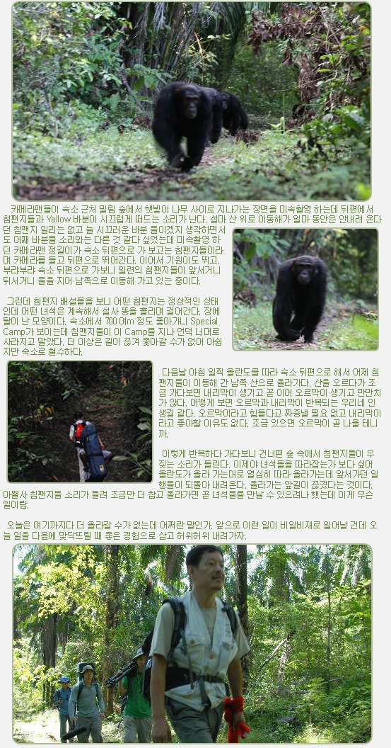 카메라맨들이 숙소 근처 밀림 숲에서 햇빛이 나무 사이로 지나가는 장면을 미속촬영 하는데 뒤편에서 침팬지들과 Yellow 바분이 시끄럽게 떠드는 소리가 난다. 설마 산 위로 이동해가 얼마 동안은 안내려 온다던 침팬지 일리는 없고 늘 시끄러운 바분 들이겠지 생각하면서도 어째 바분들 소리와는 다른 것 같다 싶었는데 미속촬영 하던 카메라맨 정길이가 숙소 뒤편으로 가 보고는 침팬지들이라며 카메라를 들고 뒤편으로 뛰어간다. 이어서 기원이도 뛰고. 부랴부랴 숙소 뒤편으로 가보니 일련의 침팬지들이 앞서거니 뒤서거니 줄을 지어 남쪽으로 이동해 가고 있는 중이다.

 

 그런데 침팬지 배설물을 보니 어떤 침팬지는 정상적인 상태인데 어떤 녀석은 계속해서 설사 똥을 흘리며 걸어간다. 장에 탈이 난 모양이다. 숙소에서 700 여m 정도 좇아가니 Special Camp가 보이는데 침팬지들이 이 Camp를 지나 언덕 너머로 사라지고 말았다. 더 이상은 길이 끊겨 좇아갈 수가 없어 아쉽지만 숙소로 철수하다.

 

 다음날 아침 일찍 올란도를 따라 숙소 뒤편으로 해서 어제 침팬지들이 이동해 간 남쪽 산으로 올라가다. 산을 오르다가 조금 가다보면 내리막이 생기고 곧 이어 오르막이 생기고 만만치가 않다. 어떻게 보면 오르막과 내리막이 반복되는 우리네 인생길 같다. 오르막이라고 힘들다고 짜증낼 필요 없고 내리막이라고 좋아할 이유도 없다. 조금 있으면 오르막이 곧 나올 테니까.

 

 이렇게 반복하다 가다보니 건너편 숲 속에서 침팬지들이 우짖는 소리가 들린다. 이제야 녀석들을 따라잡는가 보다 싶어 올란도가 올라 가는대로 열심히 따라 올라가는데 앞서가던 일행들이 되돌아 내려온다. 올라가는 앞길이 끊겼다는 것이다. 아뿔사 침팬지들 소리가 들려 조금만 더 참고 올라가면 곧 녀석들를 만날 수 있으려나 했는데 이게 무슨 일이람.

 

 오늘은 여기까지다 더 올라갈 수가 없는데 어쩌란 말인가. 앞으로 이런 일이 비일비재로 일어날 건데 오늘 일을 다음에 맞닥뜨릴 때 좋은 경험으로 삼고 허위허위 내려가자.