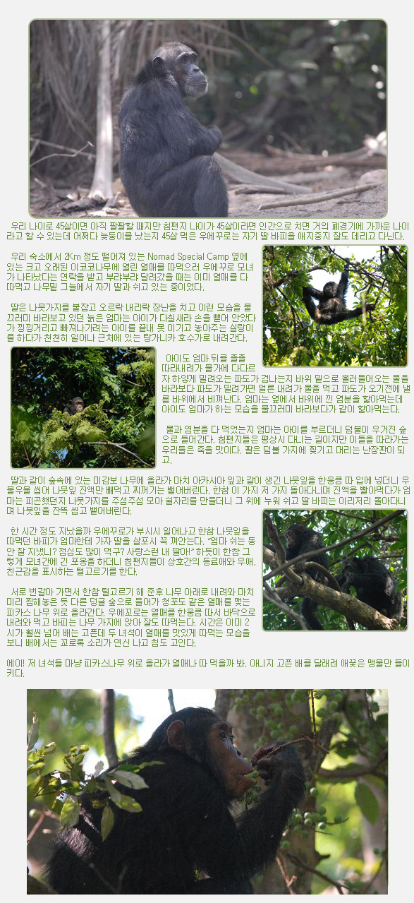 우리 나이로 45살이면 아직 팔팔할 때지만 침팬지 나이가 45살이라면 인간으로 치면 거의 폐경기에 가까운 나이라고 할 수 있는데 어쩌다 늦둥이를 났는지 45살 먹은 우에꾸로는 자기 딸 바피을 애지중지 잘도 데리고 다닌다.

 
 우리 숙소에서 2Km 정도 떨어져 있는 Nomad Special Camp 옆에 있는 크고 오래된 이코코나무에 열린 열매를 따먹으러 우에꾸로 모녀가 나타났다는 연락을 받고 부랴부랴 달려갔을 때는 이미 열매를 다 따먹고 나무밑 그늘에서 자기 딸과 쉬고 있는 중이었다.

 

 딸은 나뭇가지를 붙잡고 오르락 내리락 장난을 치고 이런 모습을 물끄러미 바라보고 있던 늙은 엄마는 아이가 다칠새라 손을 뻗어 안았다가 낑낑거리고 빠져나가려는 아이를 끝내 못 이기고 놓아주는 실랑이를 하다가 천천히 일어나 근처에 있는 탕가니카 호수가로 내려간다.

 
 아이도 엄마 뒤를 졸졸 따라내려가 물가에 다다르자 하얗게 밀려오는 파도가 겁나는지 바위 밑으로 흘러들어오는 물을 바라보다 파도가 밀려가면 얼른 내려가 물을 먹고 파도가 오기전에 낼름 바위에서 비껴난다. 엄마는 옆에서 바위에 낀 염분을 핥아먹는데 아이도 엄마가 하는 모습을 물끄러미 바라보다가 같이 핥아먹는다.

 
 물과 염분을 다 먹었는지 엄마는 아이를 부르더니 덤불이 우거진 숲으로 들어간다. 침팬지들은 평상시 다니는 길이지만 이들을 따라가는 우리들은 죽을 맛이다. 팔은 덤불 가지에 찢기고 머리는 난장판이 되고.

 
 딸과 같이 숲속에 있는 미감보 나무에 올라가 마치 아카시아 잎과 같이 생긴 나뭇잎을 한웅큼 따 입에 넣더니 우물우물 씹어 나뭇잎 진액만 빼먹고 찌꺼기는 뱉어버린다. 한참 이 가지 저 가지 돌아다니며 진액을 빨아먹다가 엄마는 피곤했던지 나뭇가지를 주섬주섬 모아 쉴자리를 만들더니 그 위에 누워 쉬고 딸 바피는 이리저리 돌아다니며 나뭇잎을 잔뜩 씹고 뱉어버린다.

 

 한 시간 정도 지났을까 우에꾸로가 부시시 일어나고 한참 나뭇잎을 따먹던 바피가 엄마한테 가자 딸을 살포시 꼭 껴안는다. “엄마 쉬는 동안 잘 지냈니? 점심도 많이 먹구? 사랑스런 내 딸아!” 하듯이 한참 그렇게 모녀간에 긴 포옹을 하더니 침팬지들이 상호간의 동료애와 우애, 친근감을 표시하는 털고르기를 한다.

 

 서로 번갈아 가면서 한참 털고르기 해 준후 나무 아래로 내려와 마치 미리 찜해놓은 듯 다른 덩굴 숲으로 들어가 청포도 같은 열매를 맺는 피카스 나무 위로 올라간다. 우에꼬로는 열매를 한웅큼 따서 바닥으로 내려와 먹고 바피는 나무 가지에 앉아 잘도 따먹는다. 시간은 이미 2시가 훨씬 넘어 배는 고픈데 두 녀석이 열매를 맛있게 따먹는 모습을 보니 배에서는 꼬로록 소리가 연신 나고 침도 고인다.

 

에이! 저 녀석들 마냥 피카스나무 위로 올라가 열매나 따 먹을까 봐. 아니지 고픈 배를 달래려 애꿎은 맹물만 들이키다.