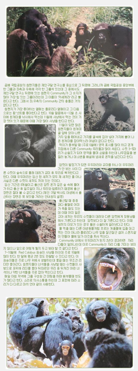 곰베 국립공원의 침팬지들은 제인구달 연구소를 중심으로 그 뒤편에 그러니까 곰베 국립공원 중앙부에 한 그룹과 좌측과 우측에 각각 한 그룹씩 있는데 그 중에서도 제인구달 연구소 뒤편에 있는 침팬지 Community가 그 숫자가 많아 가장 힘 있는 그룹이라는데 그 이름이 ‘카세케라’ 라고 불린다고 한다. 그래서 좌,우측의 Community 간의 충돌은 거의 없다고 한다.     

 침팬지가 가장 좋아하는 열매는 플로리다 열매이고 그 다음으로는 팜 넛트를 좋아한다고 한다. 10월 말쯤에서~12월 초 사이에 흰개미를 낚시해서 먹는데 11월에 사냥해서 먹는 것이 가장 맛이 있기 때문에 이때 가장 많이 사냥을 한다고 한다.

 11월이 되면 많은 침팬지들이 흰개미 굴 앞에 앉아 나뭇가지 잎을 떼어내고 가지를 굴속에 집어 넣어 가지에 붙어 나온 흰개미를 잡아먹느라 여념이 없다고 한다.

 먹이가 풍부할 때 (주로 6월에) 영역 표시를 많이 하고 경계 지점에서 다른 Community 무리들과 많이 싸운다. 수컷 3~5마리가 순찰조가 되어 영역을 돌며 순찰을 하는데 나무껍질을 분질러 놓거나 대소변을 배설해 냄새로 흔적을 남긴다고 한다.    

 암컷이 발정기가 되면 우두머리와 교미를 하나 이 우두머리가 안 보는 사이 다른 수컷이 숲속으로 몰래 데려가 교미 후 무리로 복귀한다고 한다. 이때 우두머리는 임신 된 새끼가 모두 제 새끼인 줄 아나 사실은 다른 수컷의 새끼도 끼여 있는 것이다.

 임신 기간은 8개월이고 출산은 암컷 혼자 깊은 숲 속에 들어가 하고 출산 후 일주일이 지나 무리와 합류하기 때문에 출산 장면은 절대 볼 수 없다고 한다.(제인 구달 박사도 야생에서 출산하는 장면은 못 보았을 거라는 안내원의 설명)

 출산할 때 종종 과다 출혈로 어미가 죽을 때도 있는데 이때 어미 잃은 고아 새끼는 무리의 수컷들이 데려와 다른 암컷에게 젖동냥을 해서 기른다고 하는데  암컷보다 더 잘 기른다고 한다. 이때 새끼의 이모가 있는 경우 훨씬 수월하게 길러낸다고 한다.

 물 먹을 때는 다른 야생동물처럼 흐르는 개울물에 입을 대고 먹는 것이 아니라 플로리다 나무 잎을 잘근잘근 씹어 스폰지같이 만들어 물에 담가 이것을 짜서 먹는다.

 Community 내에서 우두머리가 된지 2년이 경과하면  자리 다툼이 일어나는데 이곳 Community는 자리 다툼 기미는 보이지 않으나 앞으로 어떻게 될지 두고 봐야 할 것 같다고 한다.

 7~10월에  Red Colobus 원숭이 사냥을 하는데 주로 10월에 많이 한다. 한 달에 평균 2번 정도 관찰할 수 있다고 한다. 이 원숭이들은 주로 나무 위에서 생활하는데 쫓길 때는 무조건 리더만 쫓아간다. 침팬지들이 녀석들을 사냥할 때는 수컷들이 사방으로 포위해 리더를 쫓아 뒤따르던 무리 중 뒤쳐진 어린 녀석이나 약한 녀석들을 주로 잡아 먹는다고 한다.  

 매일 아침 저녁에 그룹 구성원 간 미팅을 하며 배부를때 빈도가 많다고 한다. 소리로 의사소통을 하는데 그 표정에 따라 소리가 다 다르고 마치 언어 같이 사용한다.