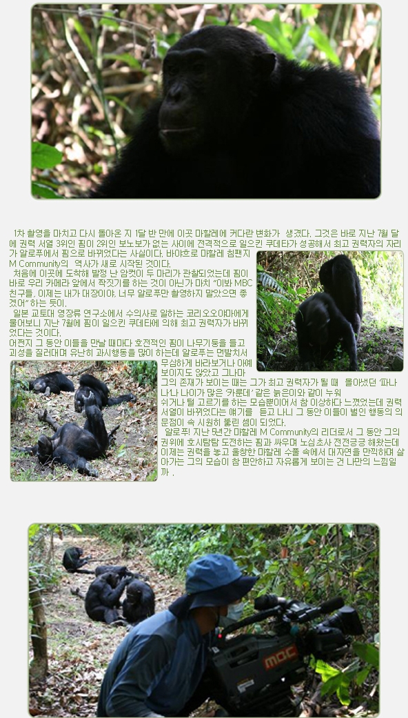 1차 촬영을 마치고 다시 돌아온 지 1달 반 만에 이곳 마할레에 커다란 변화가  생겼다. 그것은 바로 지난 7월 달에 권력 서열 3위인 핌이 2위인 보노보가 없는 사이에 전격적으로 일으킨 쿠데타가 성공해서 최고 권력자의 자리가 알로푸에서 핌으로 바뀌었다는 사실이다. 바야흐로 마할레 침팬지 M Community의  역사가 새로 시작된 것이다.
 처음에 이곳에 도착해 발정 난 암컷이 두 마리가 관찰되었는데 핌이 바로 우리 카메라 앞에서 짝짓기를 하는 것이 아닌가 마치 “이봐 MBC 친구들, 이제는 내가 대장이야, 너무 알로푸만 촬영하지 말았으면 좋겠어” 하는 듯이.
 일본 교토대 영장류 연구소에서 수의사로 일하는 코리오오야마에게 물어보니 지난 7월에 핌이 일으킨 쿠데타에 의해 최고 권력자가 바뀌었다는 것이다.
어쩐지 그 동안 이들을 만날 때마다 호전적인 핌이 나무기둥을 들고 괴성을 질러대며 유난히 과시행동을 많이 하는데 알로푸는 먼발치서 무심하게 바라보거나 아예 보이지도 않았고 그나마 그의 존재가 보이는 때는 그가 최고 권력자가 될 때  몰아냈던 ‘파나나’나 나이가 많은 ‘카룬데’ 같은 늙은이와 같이 누워
쉬거나 털 고르기를 하는 모습뿐이어서 참 이상하다 느꼈었는데 권력 서열이 바뀌었다는 얘기를  듣고 나니 그 동안 이들이 벌인 행동의 의문점이 속 시원히 뚫린 셈이 되었다.
 알로푸! 지난 5년간 마할레 M Community의 리더로서 그 동안 그의 권위에 호시탐탐 도전하는 핌과 싸우며 노심초사 전전긍긍 해왔는데 이제는 권력을 놓고 울창한 마할레 수풀 속에서 대자연을 만끽하며 살아가는 그의 모습이 참 편안하고 자유롭게 보이는 건 나만의 느낌일까 .